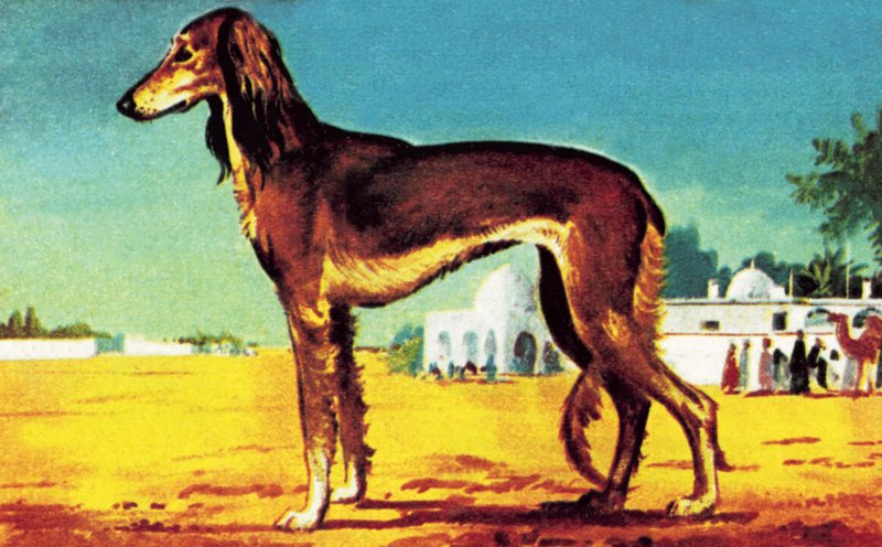 Saluki tekijältä English School