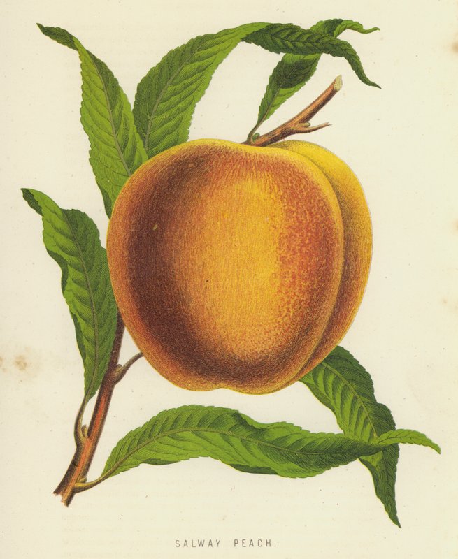 Salway Peach tekijältä English School