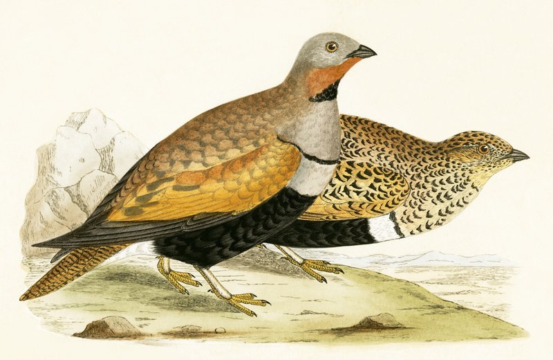 Sand Grouse, kuvitus Charles Robert Breen (1811-86) teoksesta "A History of the Birds of the Birds of the British Islands", julkaistu 1867 tekijältä English School
