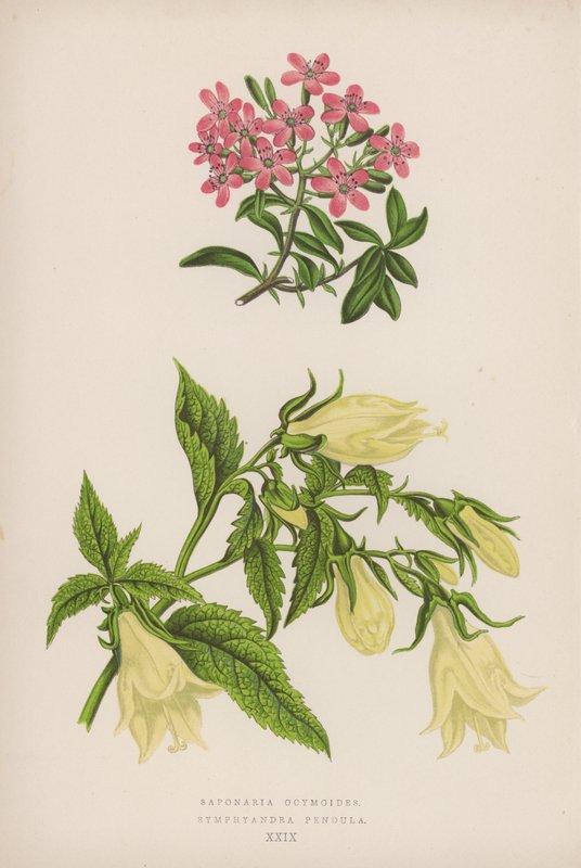 Saponaria Ocymoides; Symphyandra Pendula (väri litho) tekijältä English School