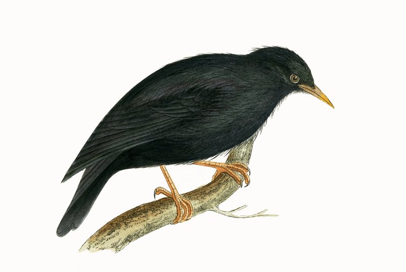 Sardinian Starling, kuvitus Charles Robert Breen (1811-86) teoksesta 