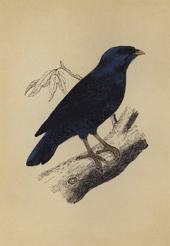 Satin Bird (värilitro) tekijältä English School