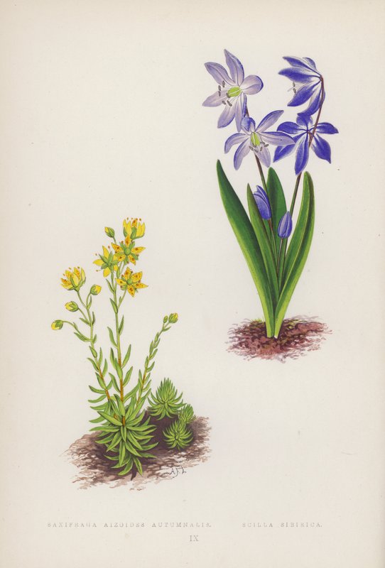 Saxifraga Aizoides Autumnalis; Scilla Sibirica (väri litho) tekijältä English School