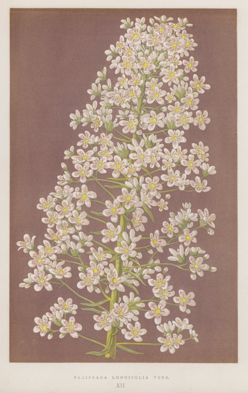 Saxifraga longifolia Vera (väri litro) tekijältä English School