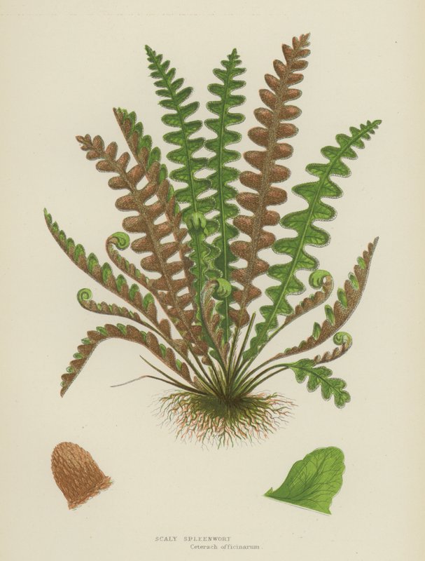 Scaly Spleenwort (väri litro) tekijältä English School