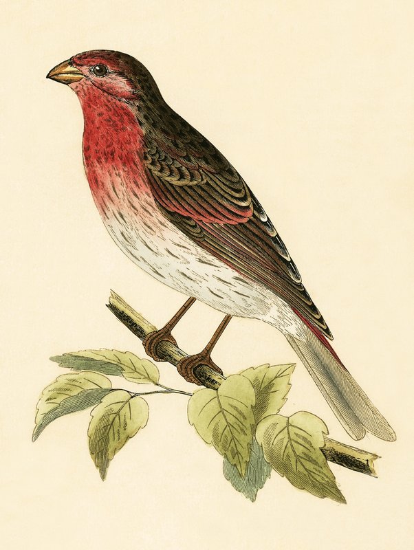 Scarlet Bullfinch, kuvitus Charles Robert Breen (1811-86) teoksesta "Euroopan lintujen historia, joita ei havaittu Brittein saarilla", julkaistu 1867 tekijältä English School