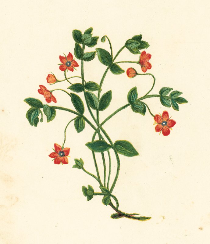 Scarlet Pimpernel, Anagallis Arvensis (värilitra) tekijältä English School