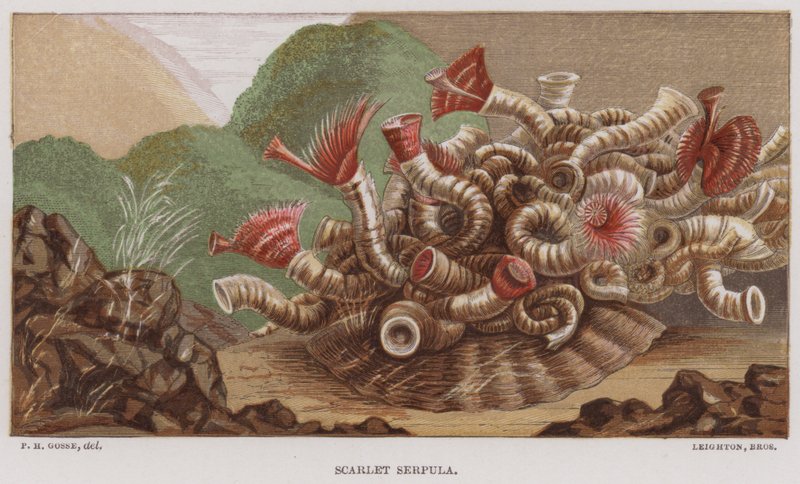 Scarlet Serpula (väri litho) tekijältä English School