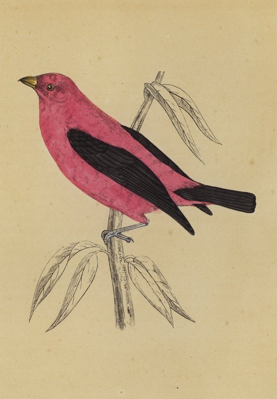 Scarlet Tanager (värilitro) tekijältä English School