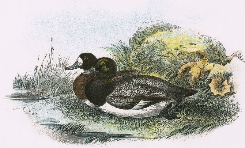 Scaup Duck tekijältä English School