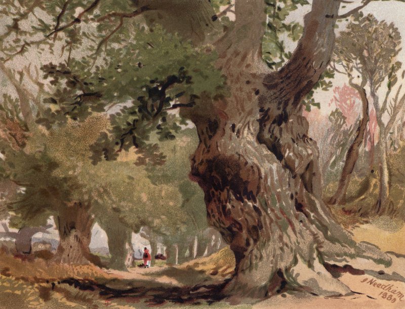Kohtaus Sherwood Forestissa (väri litho) tekijältä English School