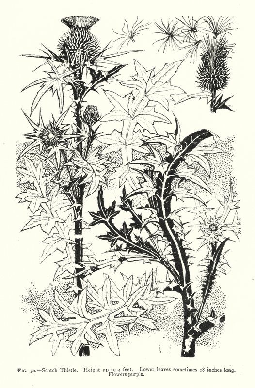 Scotch Thistle; Korkeus jopa 4 jalkaa; Alemmat lehdet joskus 18 tuumaa pitkät; Kukat violetit (kaiverrus) tekijältä English School