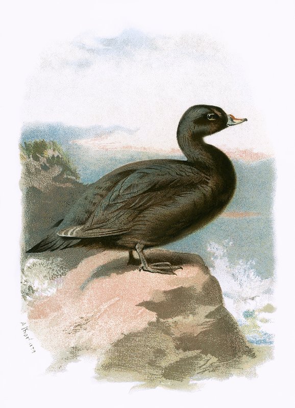 Scoter tekijältä English School