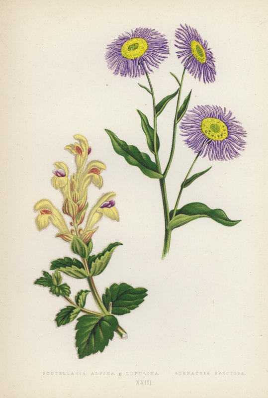 Scutellaria Alpina B Lupulina; Stenactis Speciosa (väriliitos). tekijältä English School