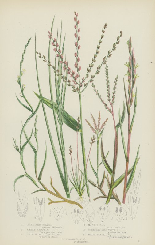 Sea Hard Grass, Early Knappia, Twin Spiked Cord Grass, Many Spiked Cord Grass, Creeping Dogs Tooth (värilitro) tekijältä English School
