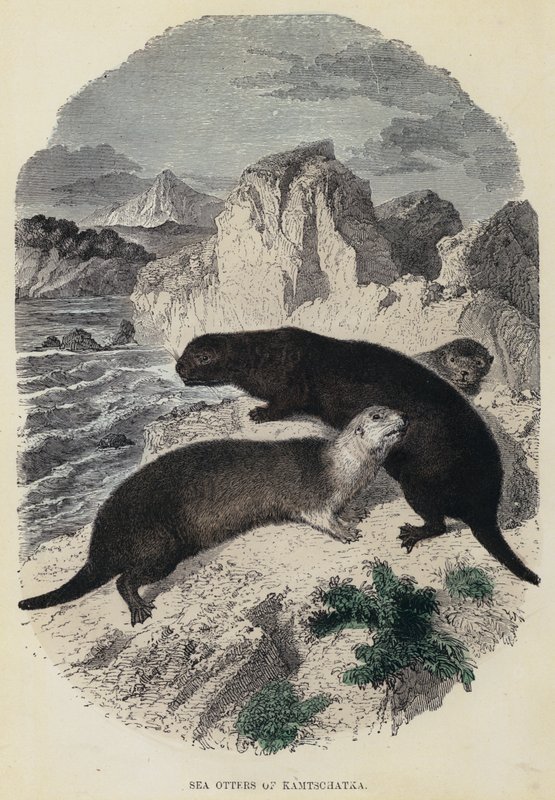 Kolmetoista raidallinen siittiö, alppimarmotti, kirkkaat pteromysit, amerikkalainen lentävä orava, yleinen orava (värillinen kaiverrus) tekijältä English School