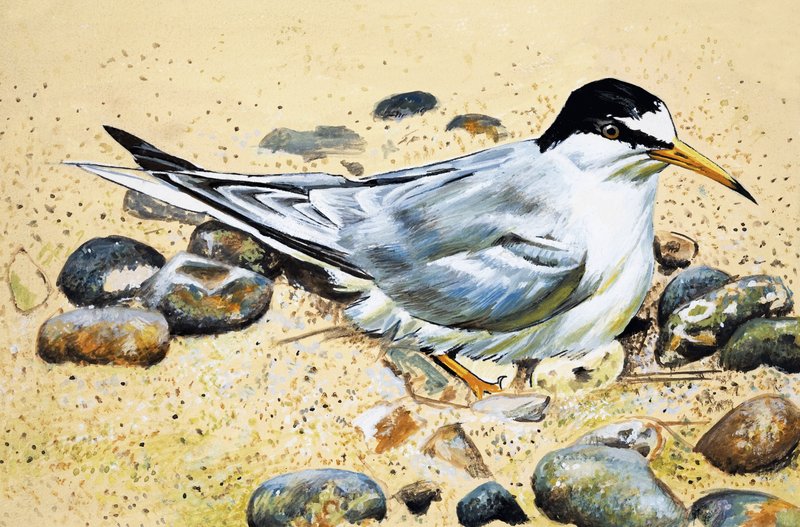 Seabird (Taba catcher)finn tekijältä English School