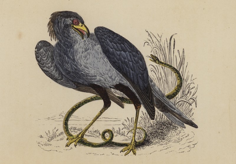 Sihteeri Bird (värilitografia) tekijältä English School