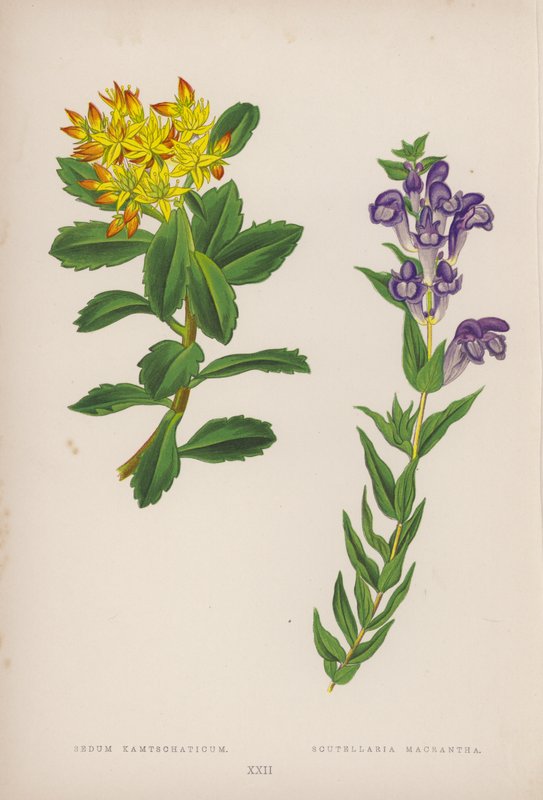 Sedum Kamtschaticum; Scutellaria Macrantha (väriliitos) tekijältä English School