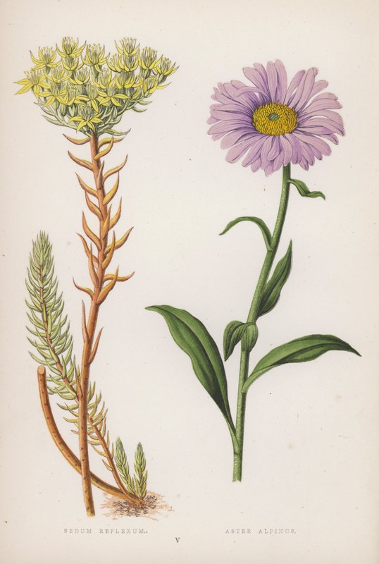 Reflex-istuin; Alpine Aster (väri litho) tekijältä English School