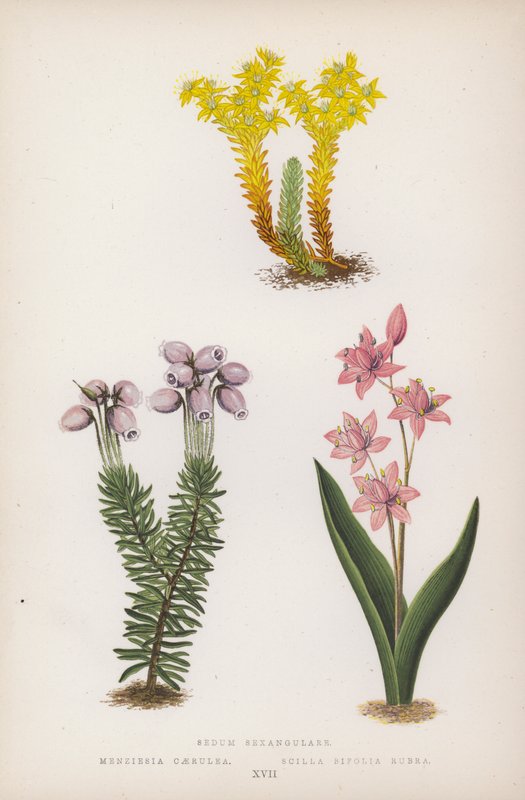 Sedum Sexangulare; Menziesia Scilla Bifolia Red (väri litho) tekijältä English School