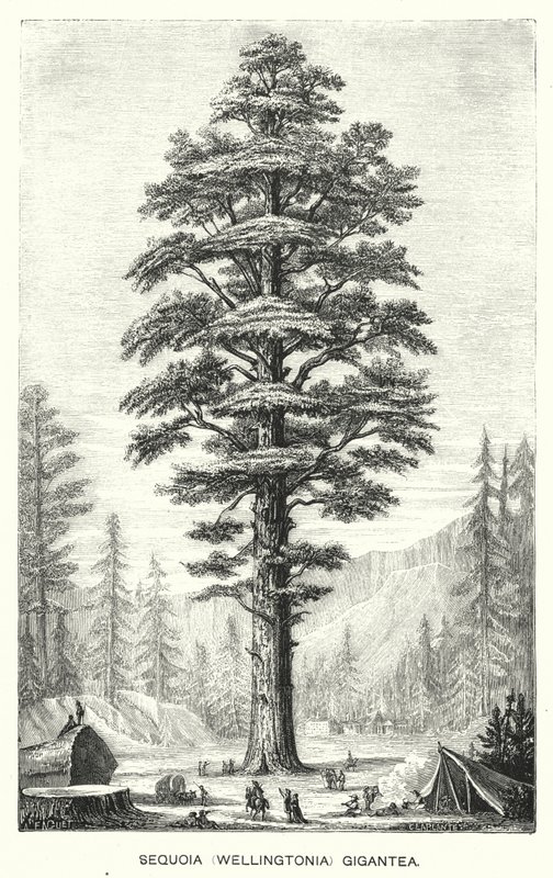 Sequoia (Wellingtonia) Gigantea (kaiverrus) tekijältä English School