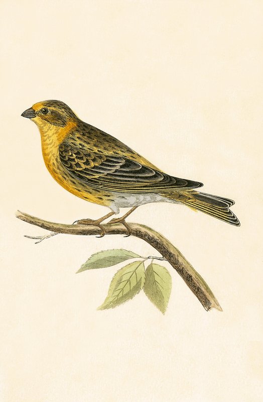 Serin Finch, kuvitus Charles Robert Breen (1811-86) teoksesta "A History of the Birds of the Birds of the British Islands", julkaistu 1867 tekijältä English School