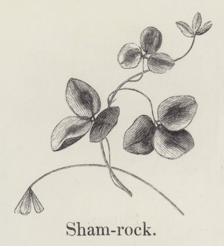 Shamrock (kaiverrus) tekijältä English School