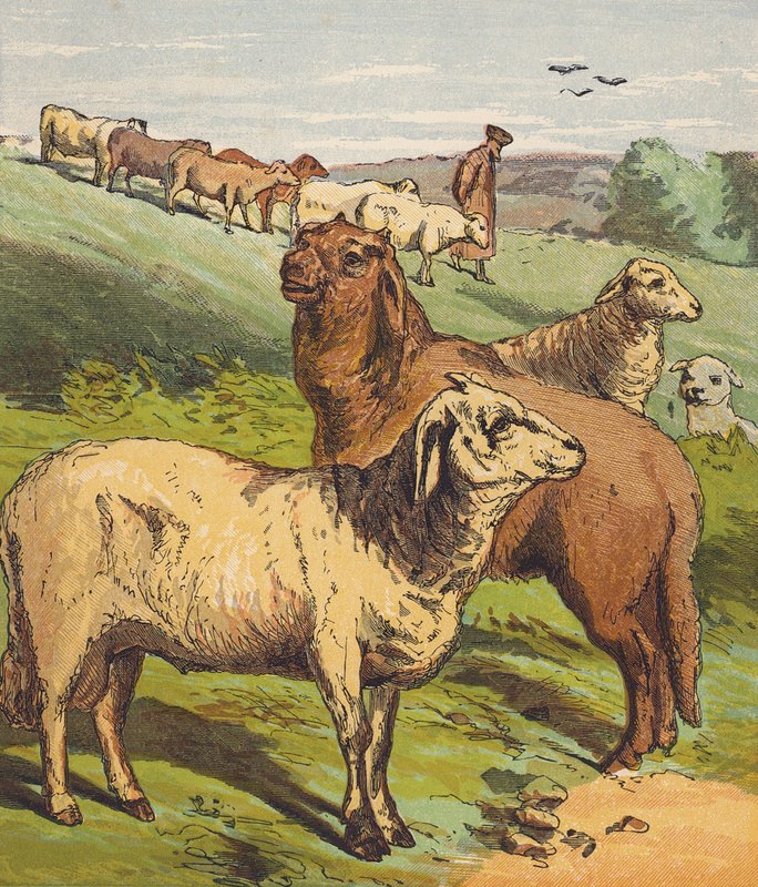 Lammas (värilitro) tekijältä English School
