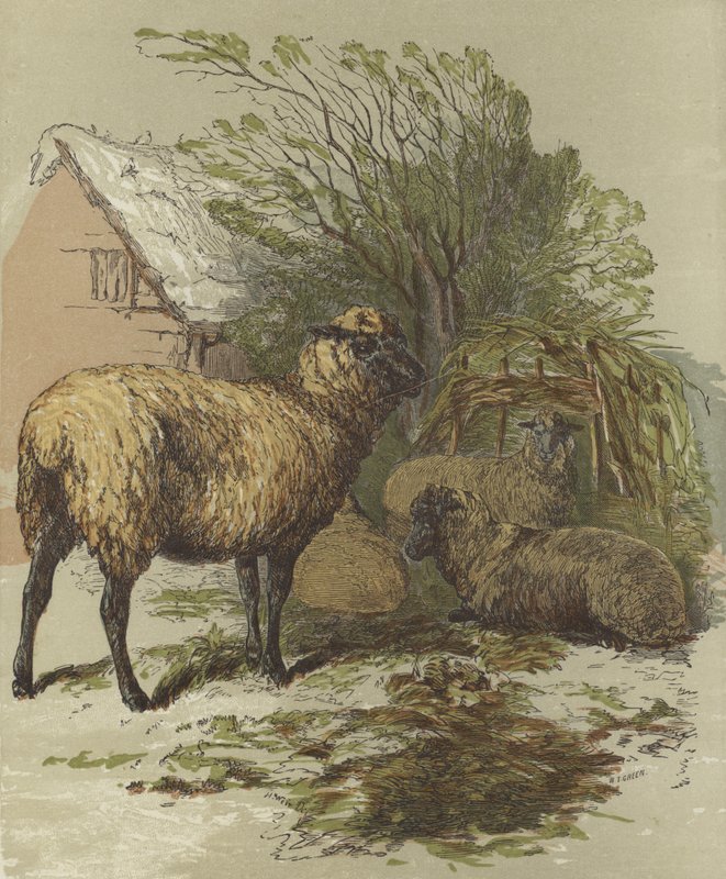 Lammas (värilitro) tekijältä English School