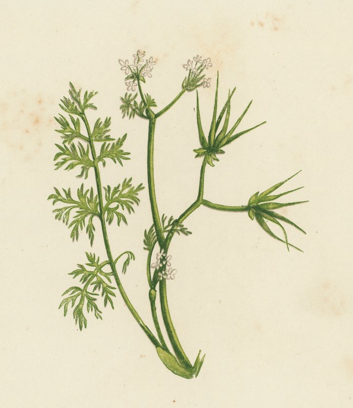 Paimenneula, Scandix Pecten (väri litho) tekijältä English School