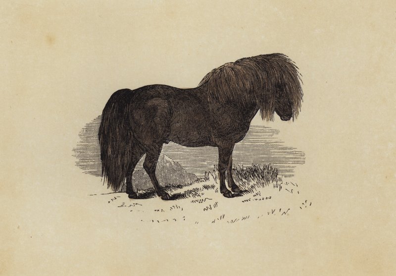Shetlanninponi (väri litho) tekijältä English School