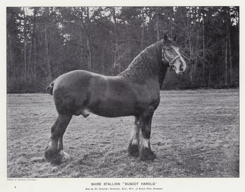Shire Stallion "Buscot Harold" (litho) tekijältä English School