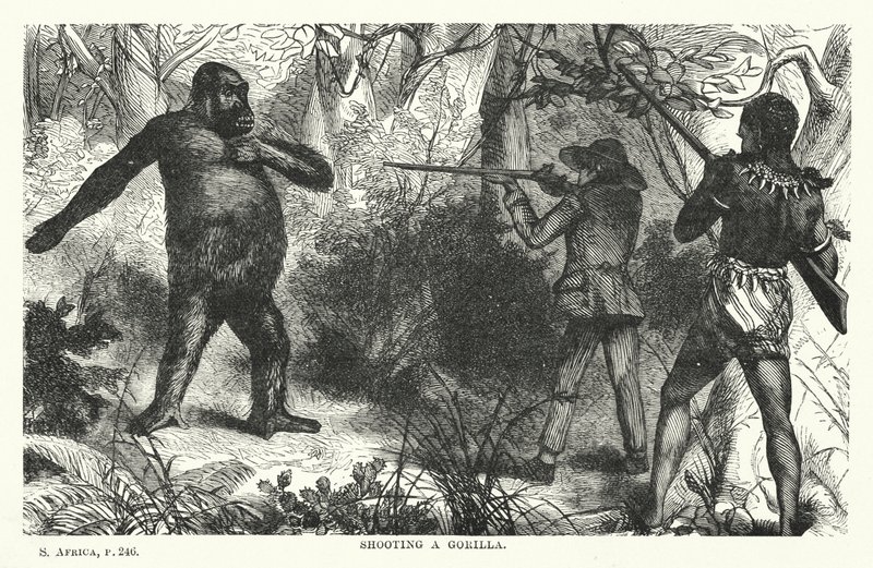 Gorillan ampuminen (kaiverrus) tekijältä English School
