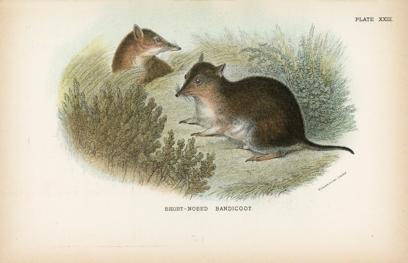 Lyhytkärkinen Bandicoot tekijältä English School