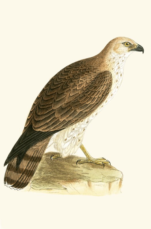 Short Toed Eagle, kuvitus Charles Robert Breen (1811-86) teoksesta "A History of the Birds of the Birds of the British Islands", julkaistu 1867 tekijältä English School