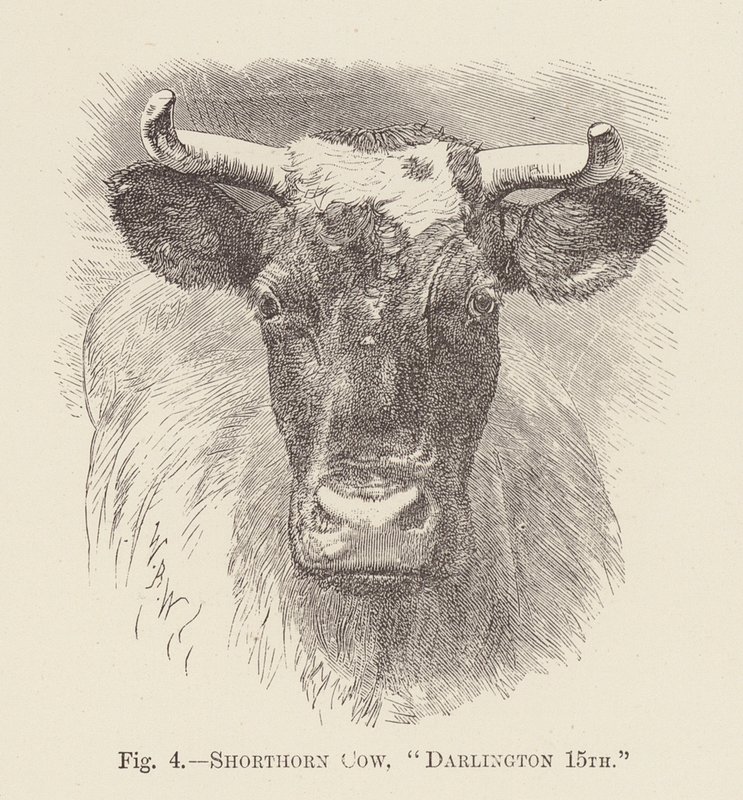 Shorthorn-lehmä, "Darlington 15th" (kaiverrus). tekijältä English School