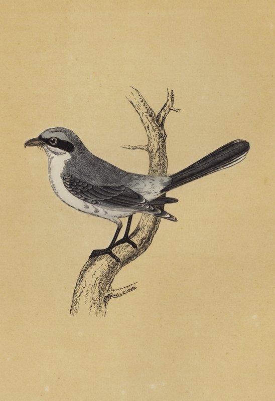 Shrike (värilitografia) tekijältä English School
