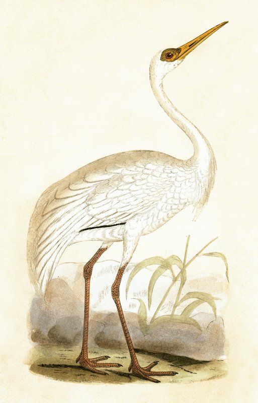 Siperiankurkku, kuvitus Charles Robert Breen (1811-86) teoksesta "A History of the Birds of the Birds of the British Islands", julkaistu 1867 tekijältä English School