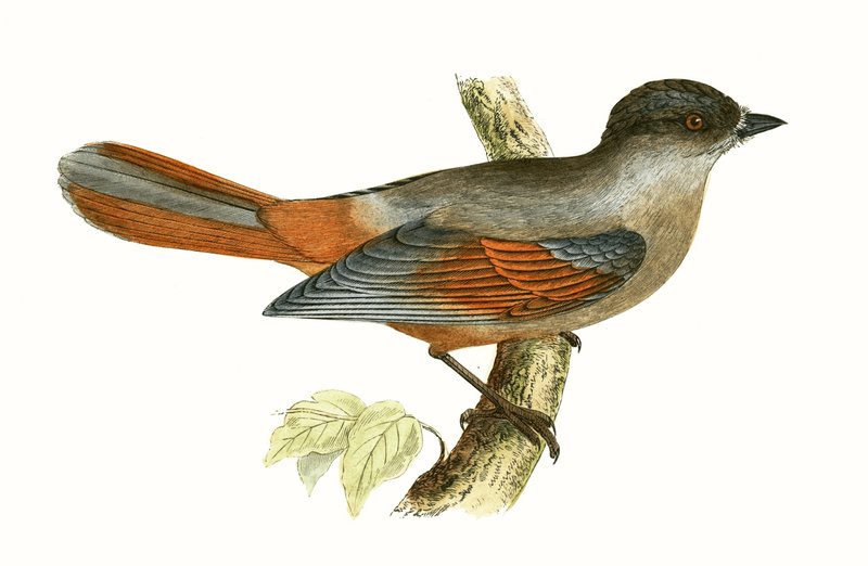 Siberian Jay, kuvitus Charles Robert Breen (1811-86) teoksesta "A History of the Birds of the Birds of the British Islands", julkaistu 1867 tekijältä English School