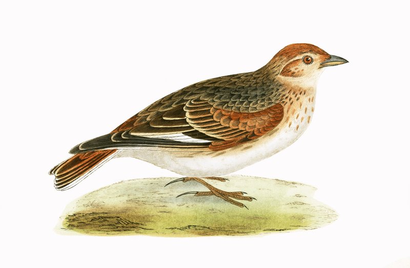 Siperian Lark, kuvitus Charles Robert Breen (1811-86) teoksesta 