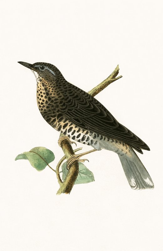 Siperianharakka, kuvitus Charles Robert Breen (1811-86) teoksesta "A History of the Birds of Europe Not Observed in the British Isles", julkaistu 1867. tekijältä English School