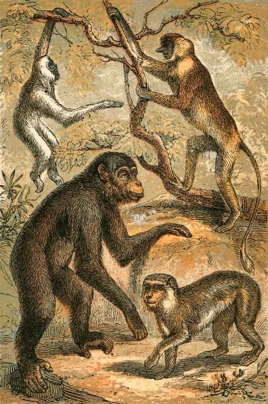 Silvery Gibbon, Proboscis Monkey, Simpanzee ja Barbary Ape tekijältä English School