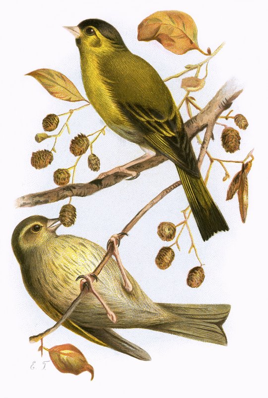 Siskin tekijältä English School