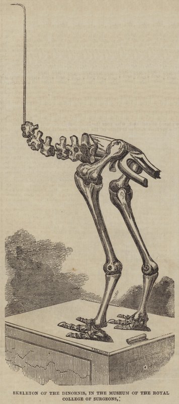 Dinorniksen luuranko, Royal College of Surgeons -museossa (kaiverrus) tekijältä English School