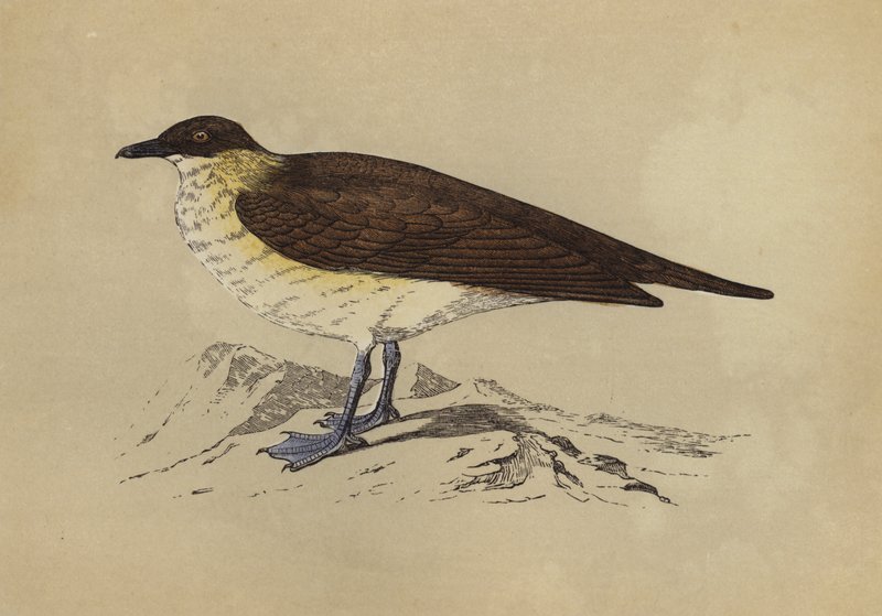 Skua (värilitra) tekijältä English School