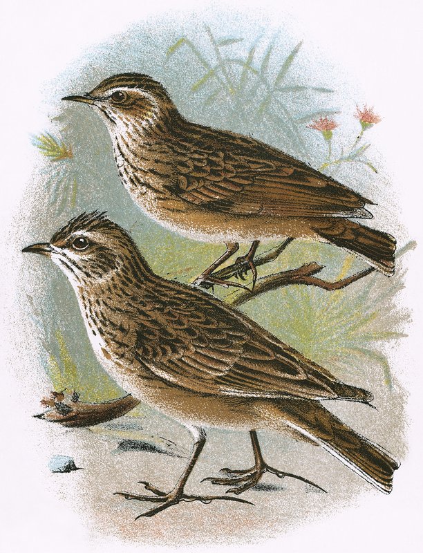 Sky-Lark (alhaalla) ja Wood-Lark (ylhäällä) tekijältä English School