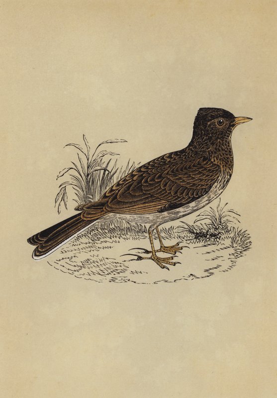 Skylark (väri litho) tekijältä English School