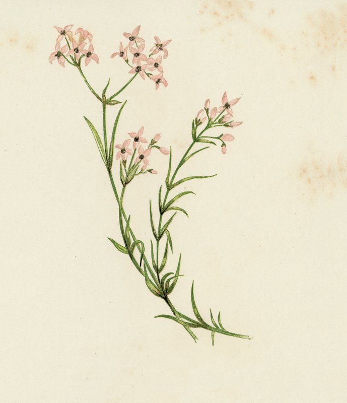 Pieni metsikukka, Asperula Cynanchica (väri litho) tekijältä English School