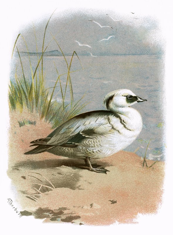 Smew tekijältä English School
